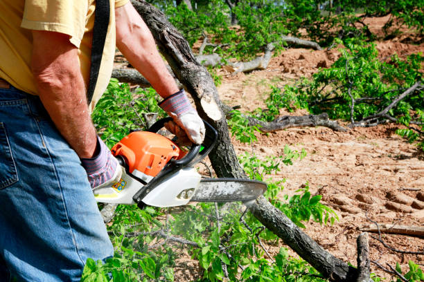 Best Residential Tree Removal  in Philipsburg, PA